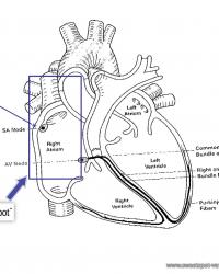 Cardiac anatomy conduction pathways 