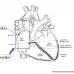 Cardiac anatomy conduction pathways 